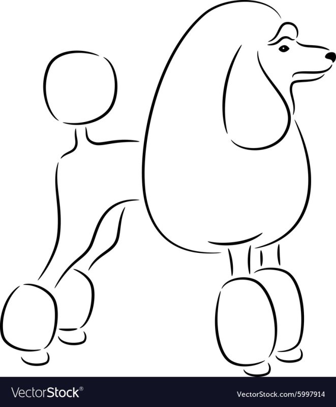 Собаки контуры пудель