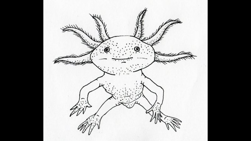Аксолотль рисунок карандашом