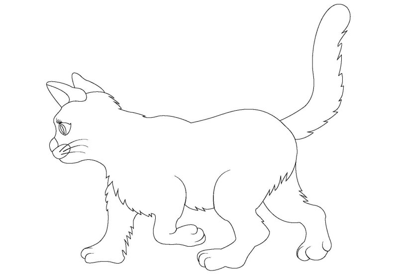 Раскраска кот