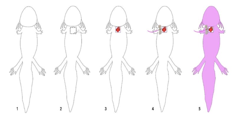 Аксолотль схема