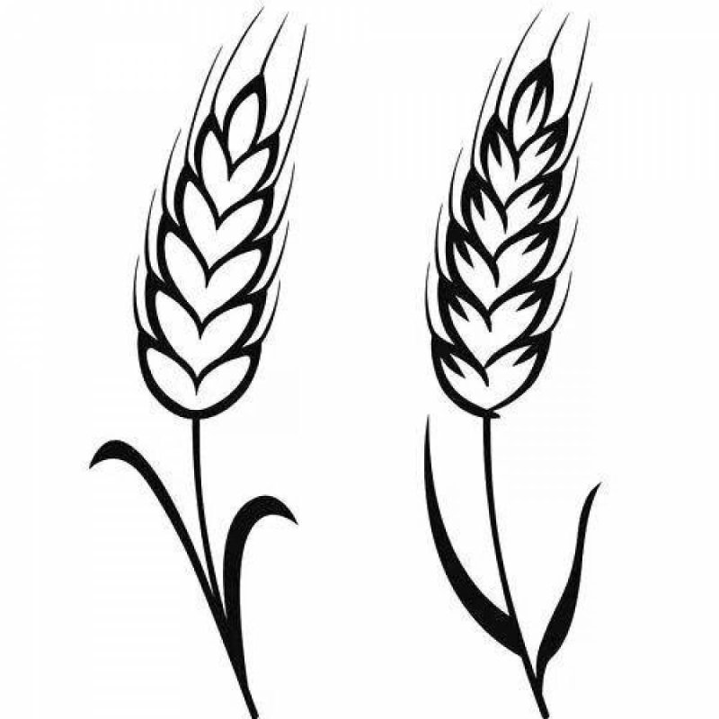 Пшеница раскраска