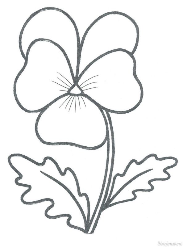 Фиалка цветок раскраска для детей