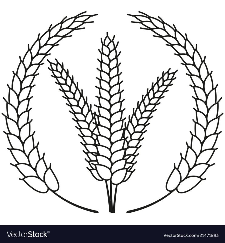 Пшеничный колосок раскраска для детей