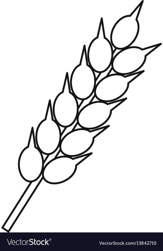 Раскраска колосок пшеницы для детей