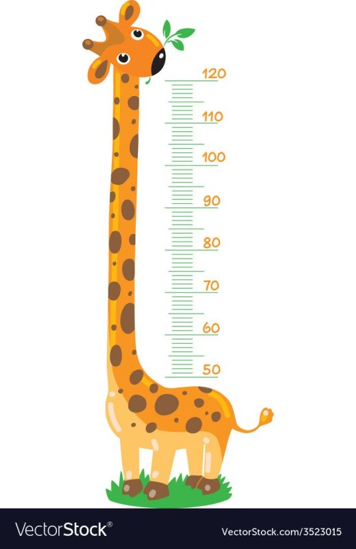 Линейка роста для детей