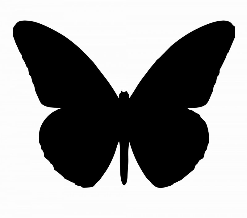 Шаблон бабочки