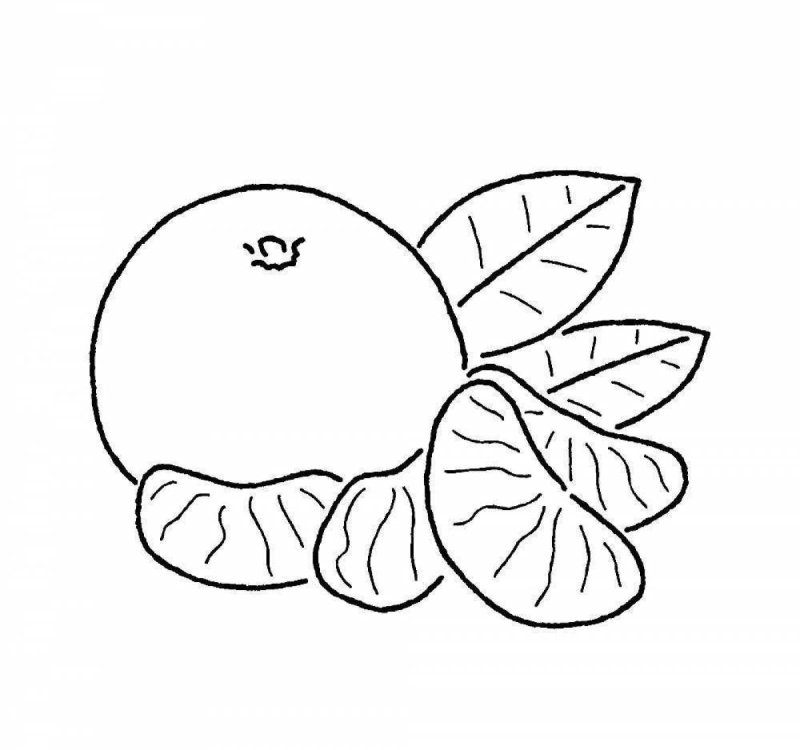 Мандарин для срисовки