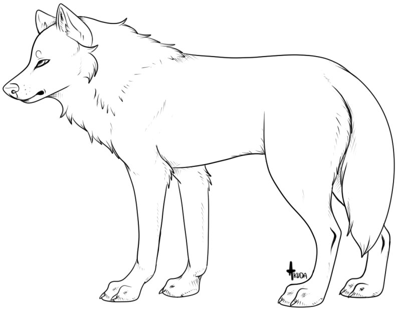 Волк рисунок