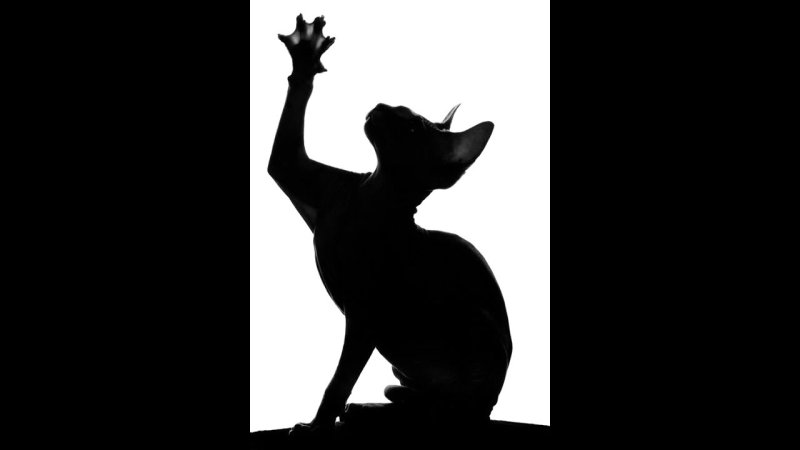 Кот сфинкс на черном фоне