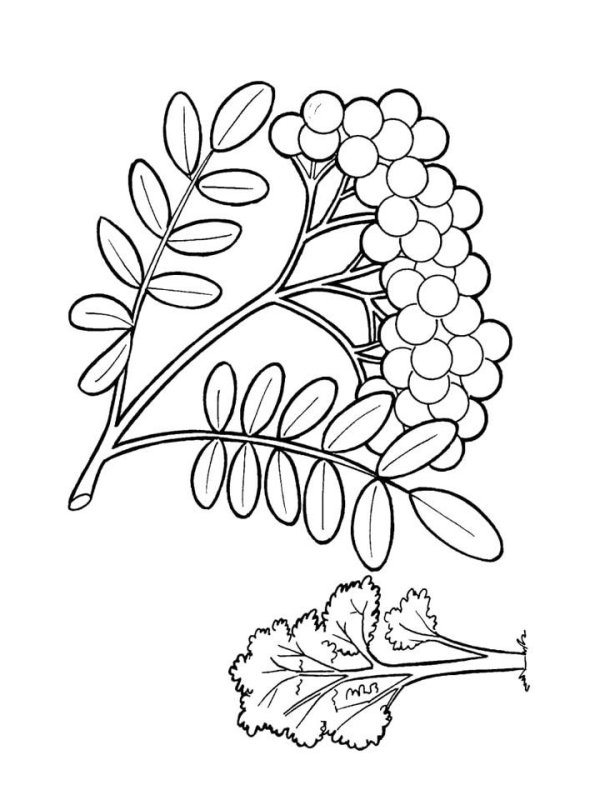 Ветка рябины раскраска для детей
