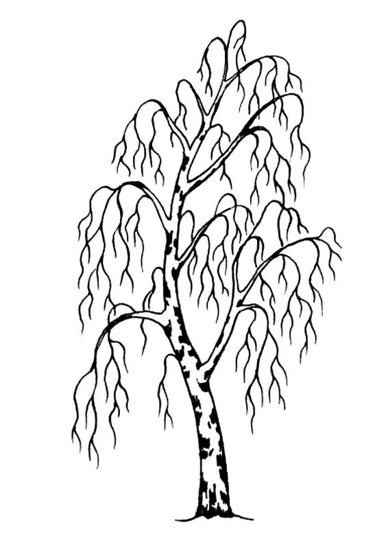 Берёза рисунок карандашом
