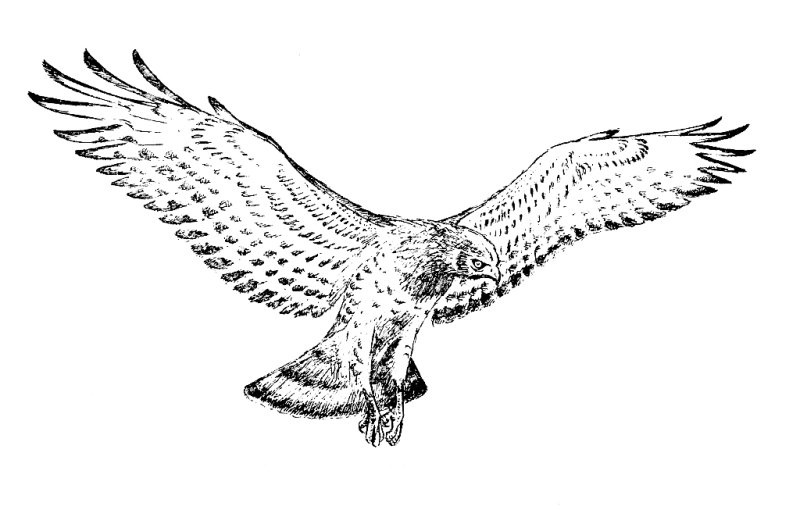 Сокол рисунок