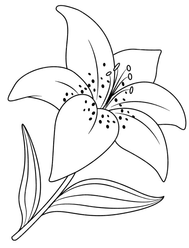 Раскраска цветок Лилия