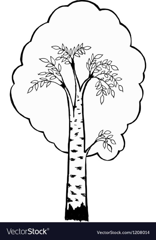 Береза раскраска для детей