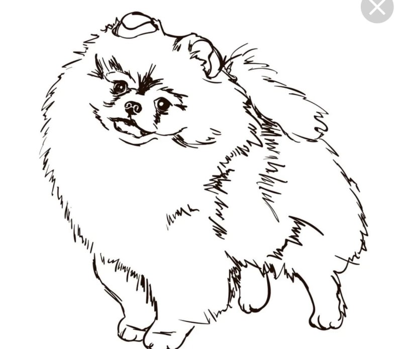 Разукрашка померанский шпиц