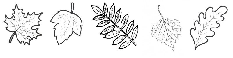 Рисунки листьев