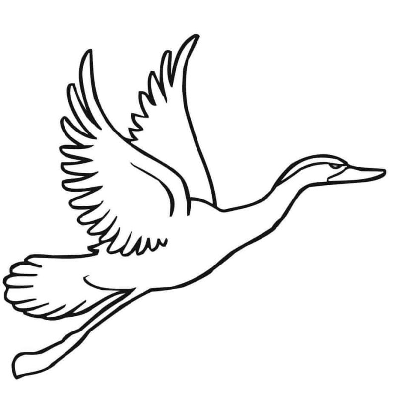 Журавль раскраска для детей