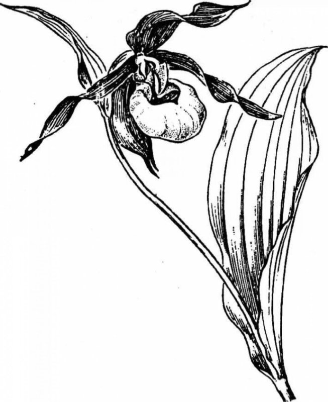 Венерин башмачок настоящий