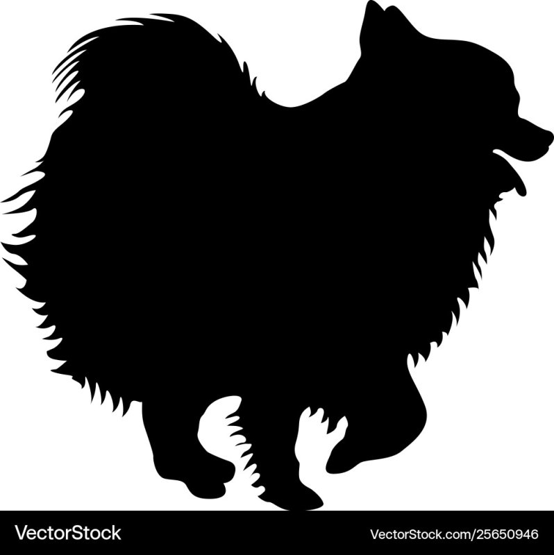 Силуэт собаки шпиц