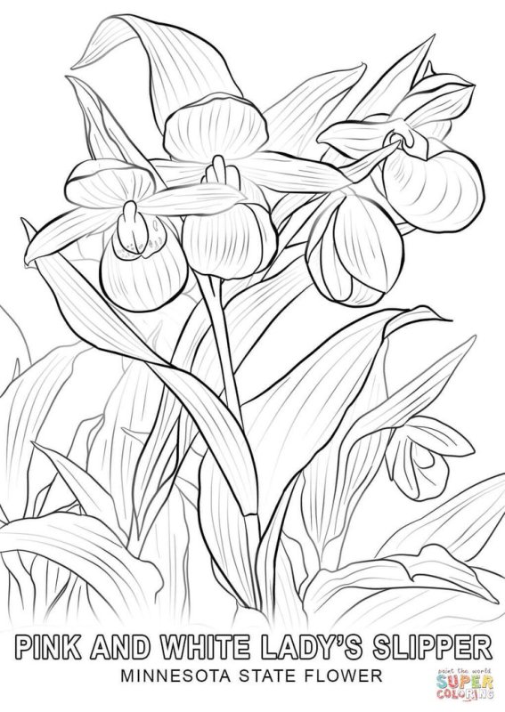 Венерин башмачок крупноцветковый рисунок