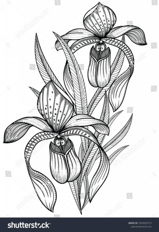 Цветок башмачок раскраска