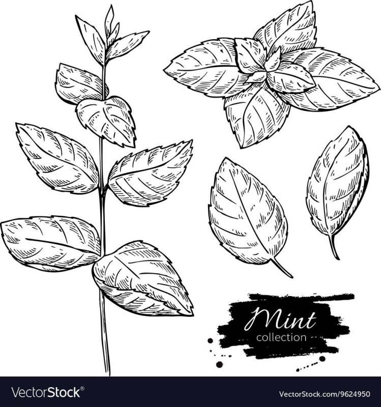 Листья мяты перечной рисунок