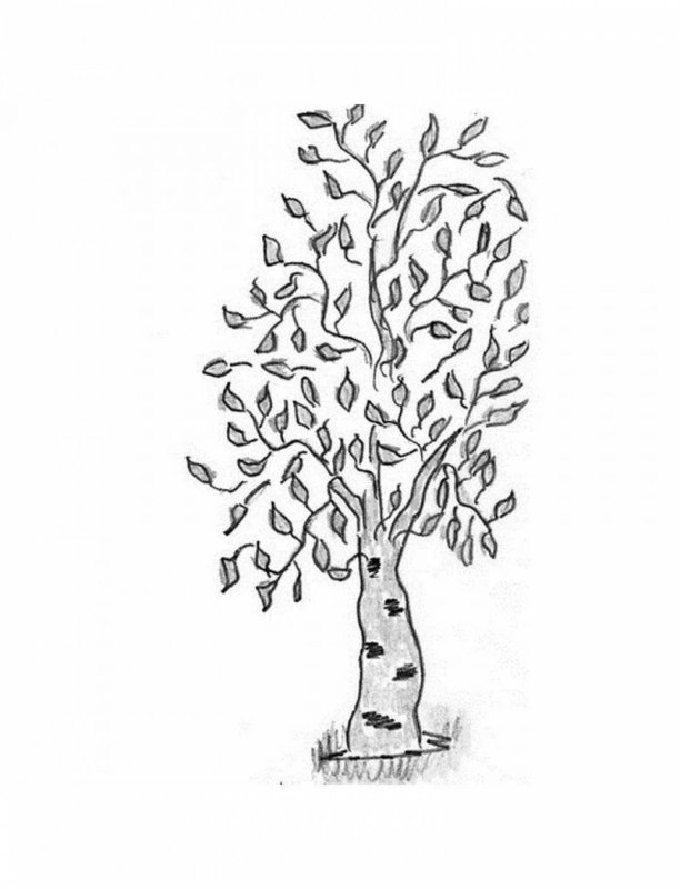 Береза раскраска