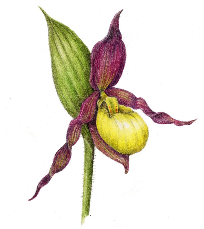 Венерин башмачок настоящий