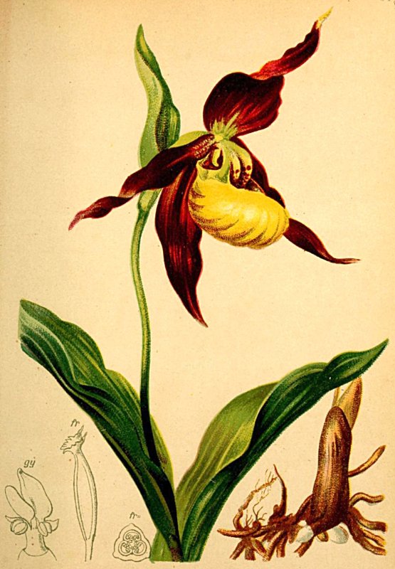 Венерин башмачок