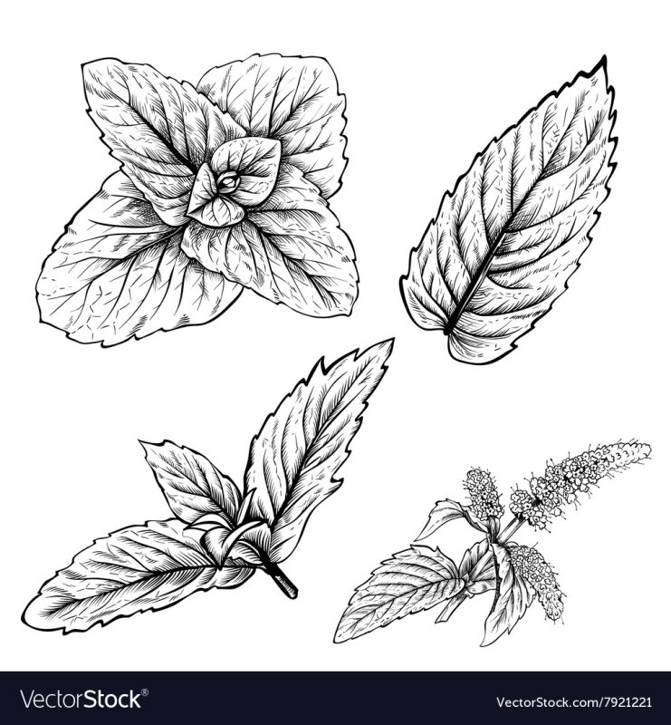 Мята перечная рисунок листа