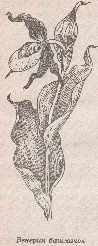 Венерин башмачок рисунок карандашом