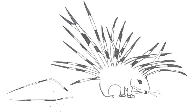 Дикобраз контур