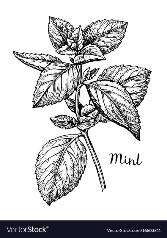 Перечная мята ветка