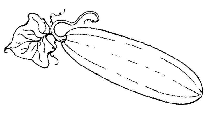 Раскраска цукини