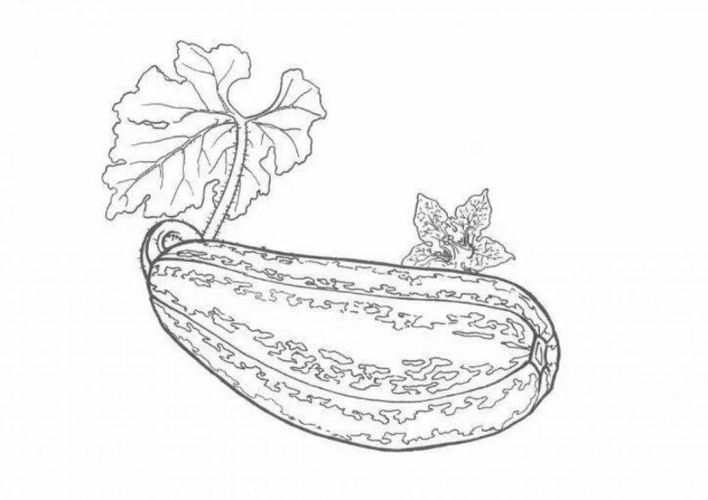 Кабачок раскраска для детей