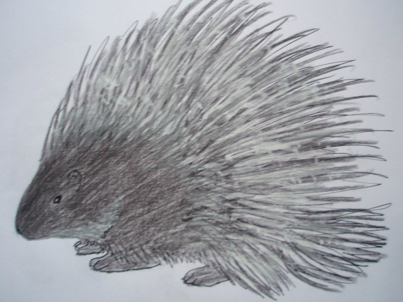 Дикобраз рисунок для детей