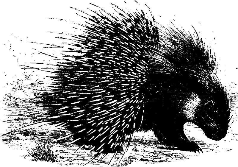 Гребенчатый Дикобраз