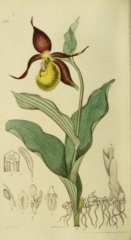 Венерин башмачок корневище