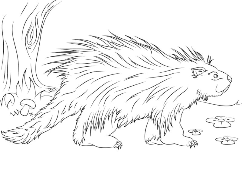 Дикобраз рисование для детей