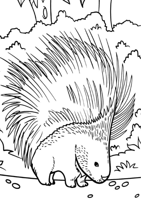 Дикобраз рисование для детей