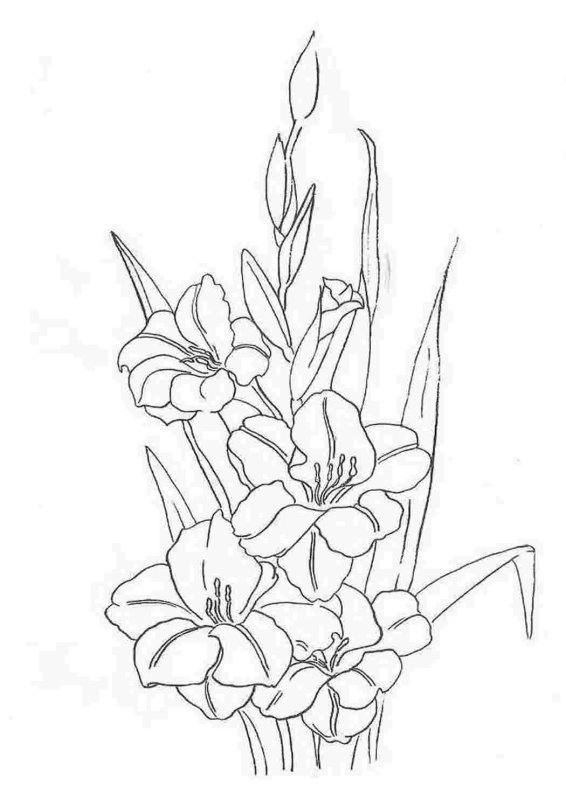 Раскраска букет гладиолусов