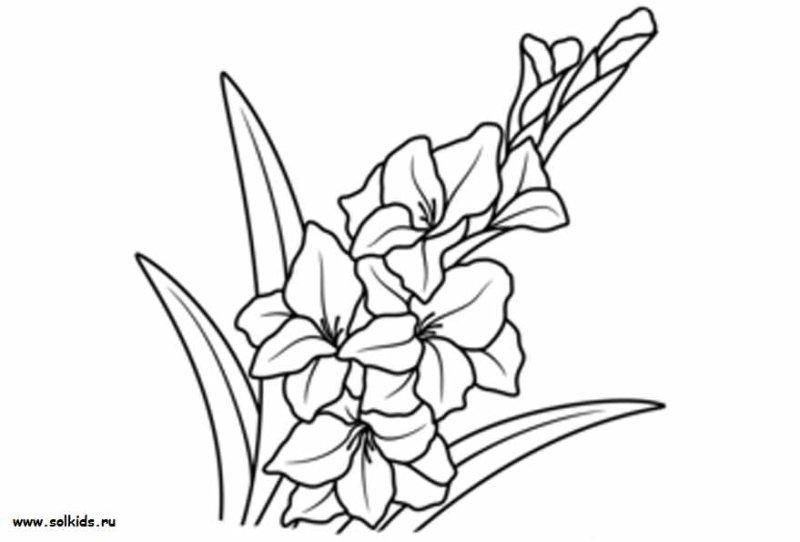 Раскраски цветы гладиолусы