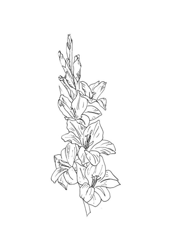 Гладиолус контур
