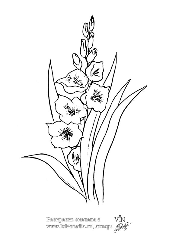 Раскраски цветы гладиолусы