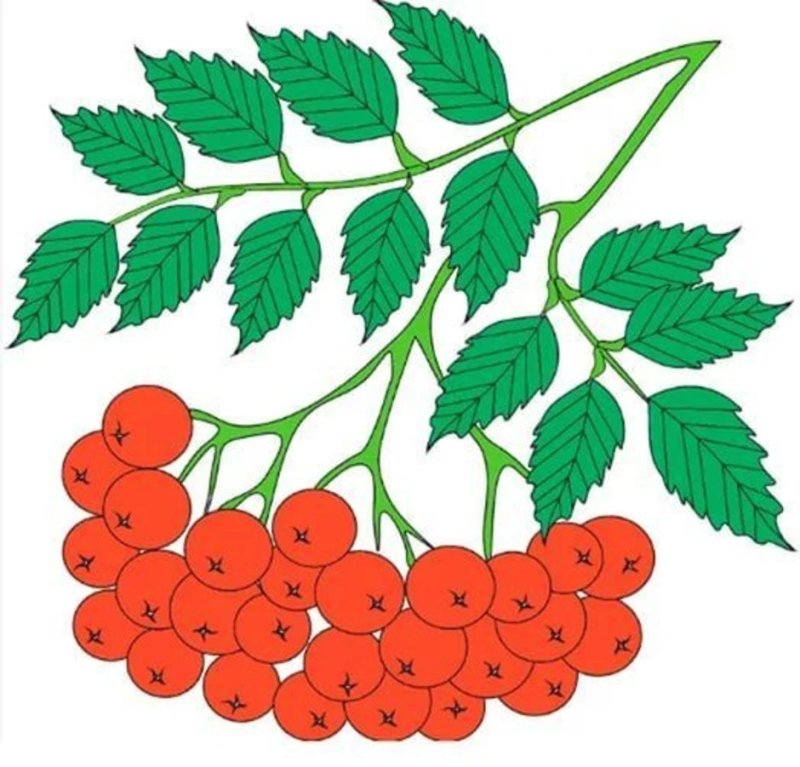 Ветка рябины