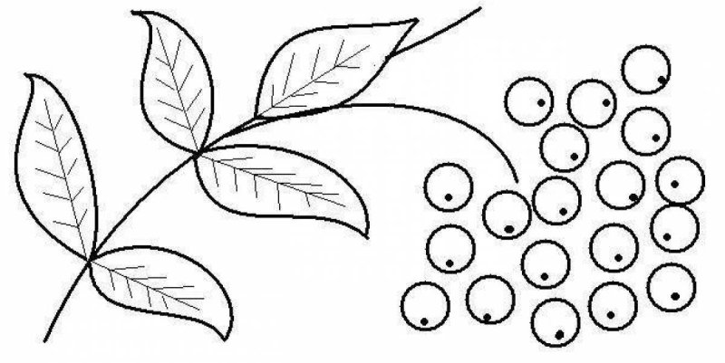 Рябина раскраска для детей