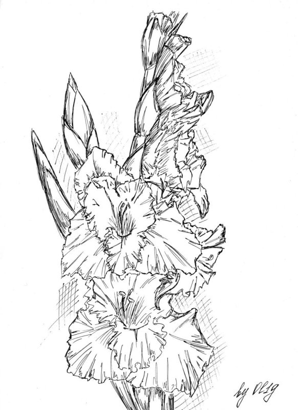 Гладиолус контур