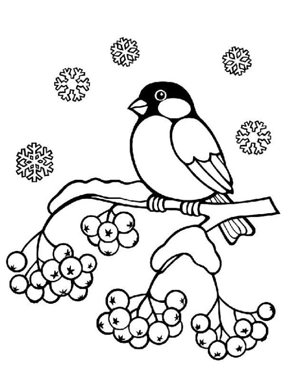 Снегирь раскраска для детей