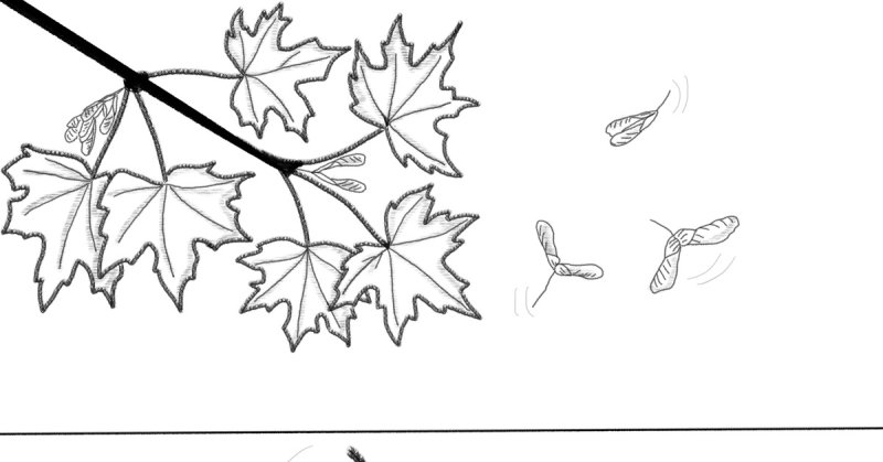 Ветка клена рисунок