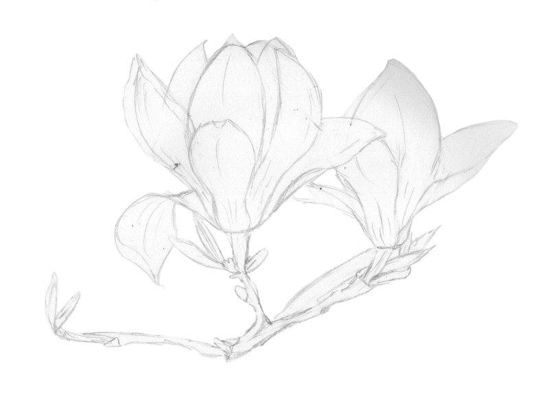 Магнолия Суланжа вектор